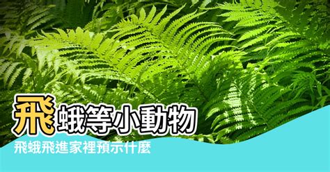 家裡突然很多飛蛾|習俗百科／家中出現大量飛蛾是凶兆？暗示「兩事」將。